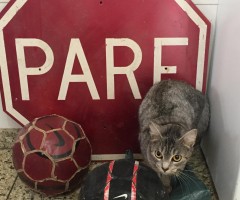 Cenas Caseiras Cenas Caseiras